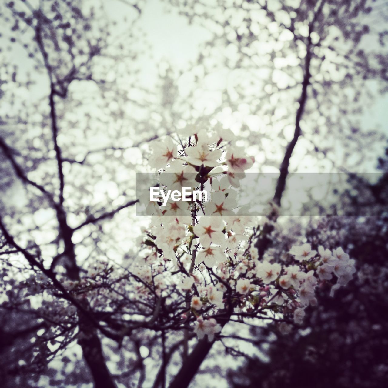 CLOSE-UP OF CHERRY BLOSSOM TREE