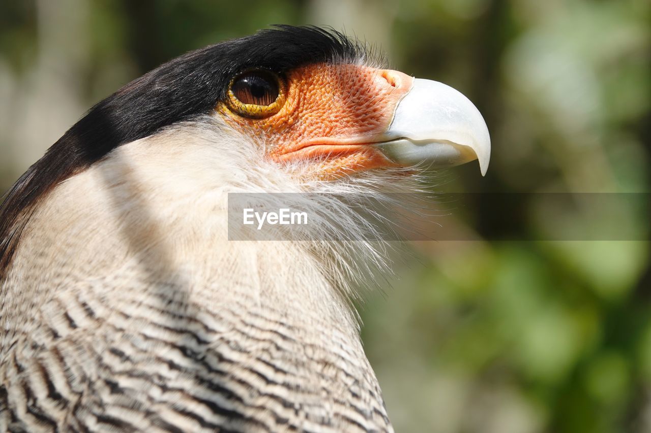 Close-up of a bird looking away