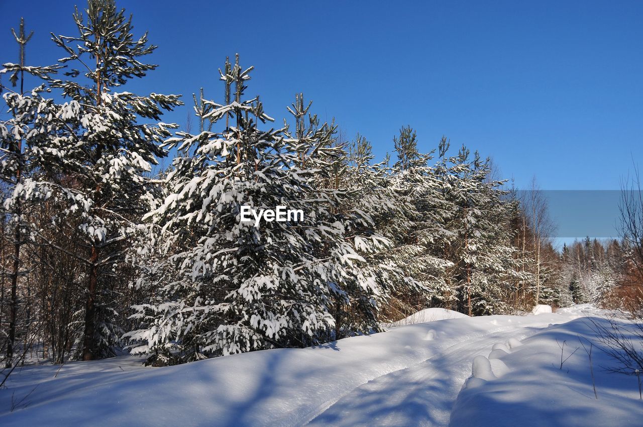 Snow covered tree against clear blue sky