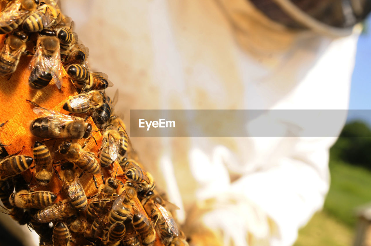 Honeycomb with western honey bees or european honey bee - apis mellifera