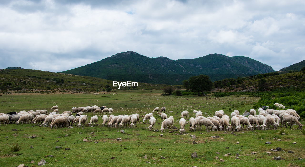 FLOCK OF SHEEP GRAZING ON LANDSCAPE