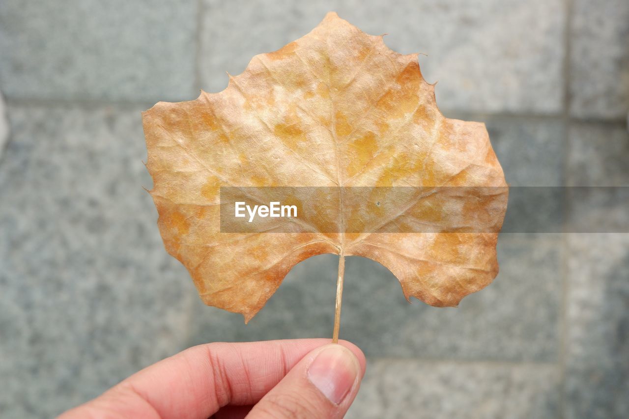 Close-up of hand holding maple leaf outdoors