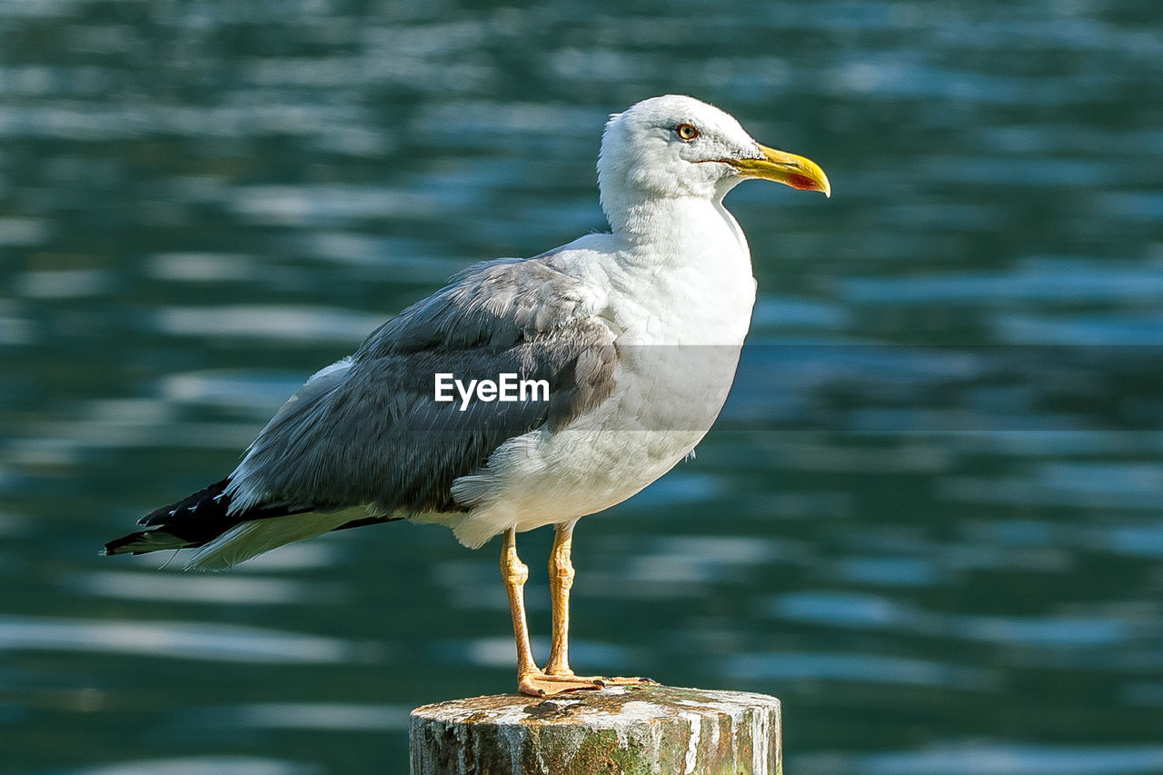 CLOSE-UP OF SEAGULL LOOKING AWAY