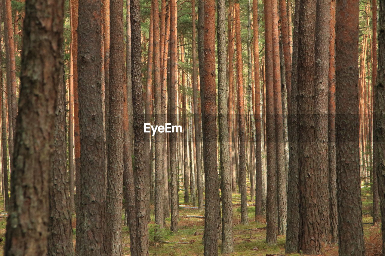 Pine trees in forest