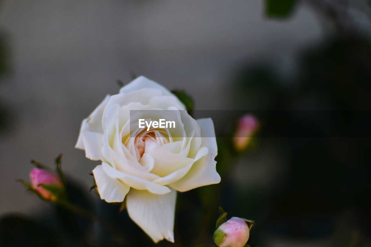 Close-up of white rose blooming outdoors