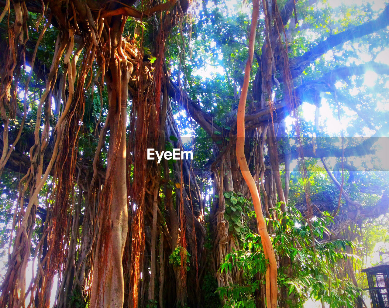 LOW ANGLE VIEW OF TREES IN FOREST