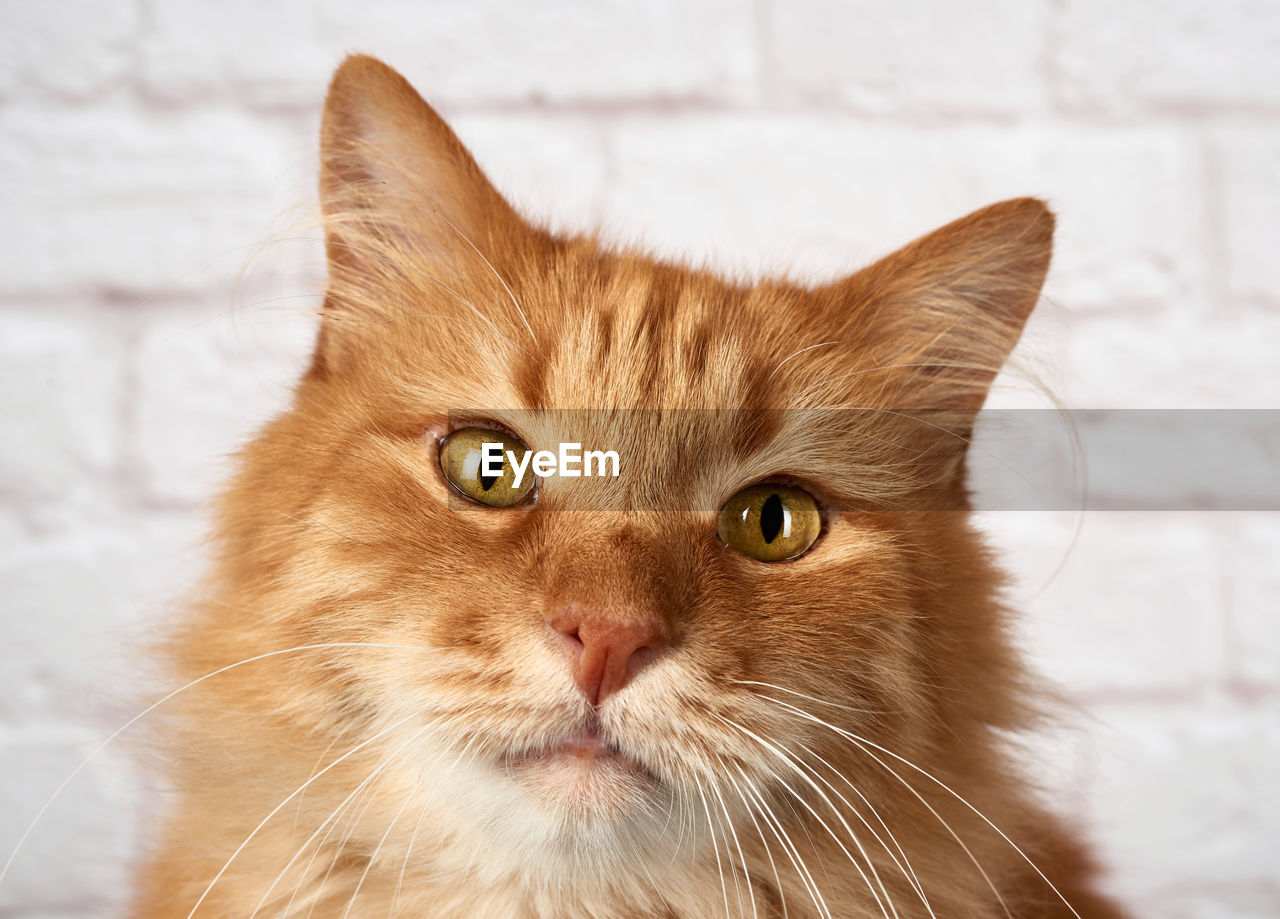 Portrait of an adult red cat, sad emotion, white background