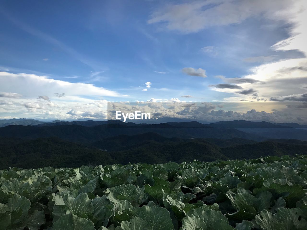 SCENIC VIEW OF VINEYARD AGAINST SKY