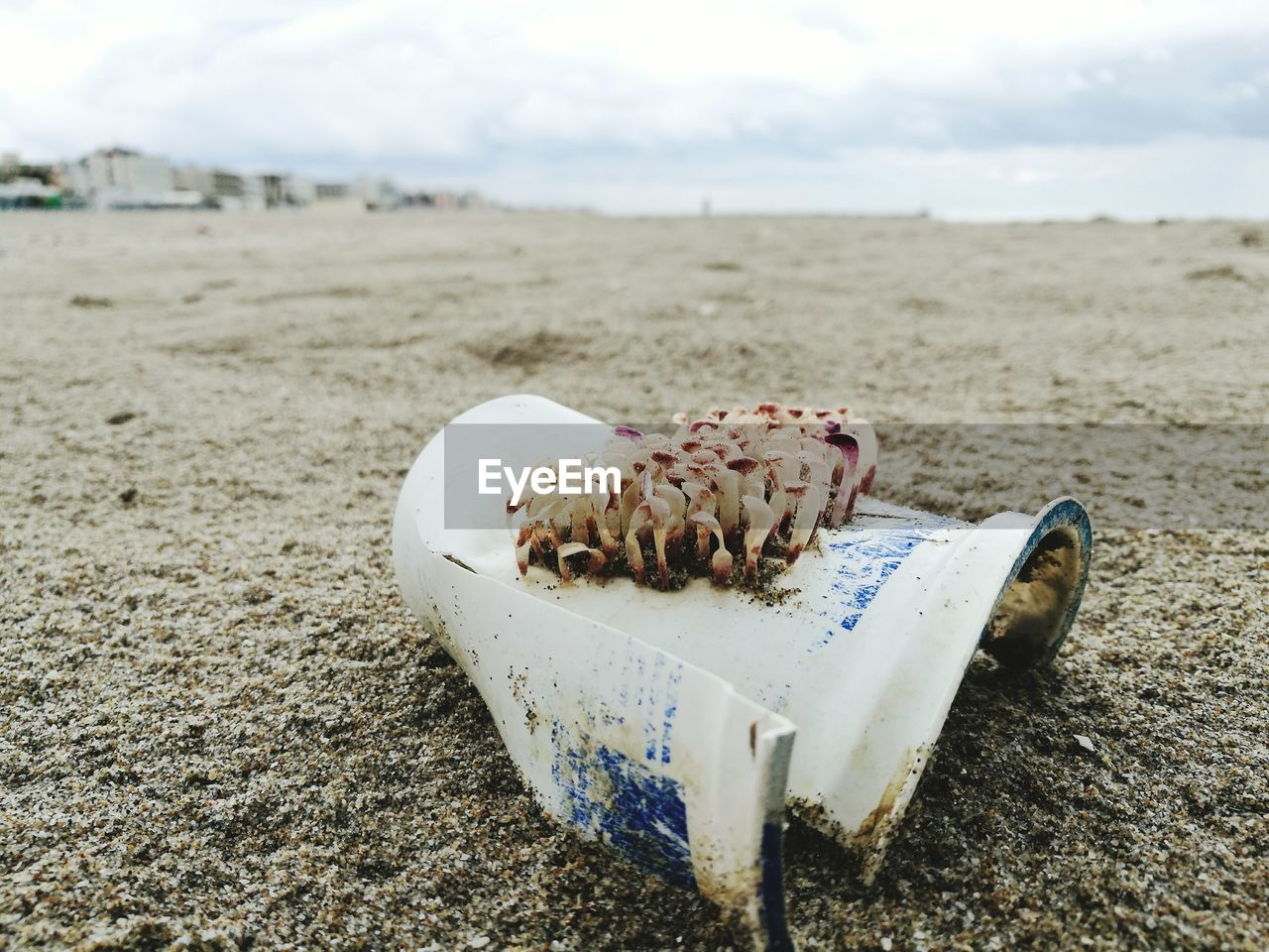 VIEW OF SEASHELLS ON SANDY BEACH