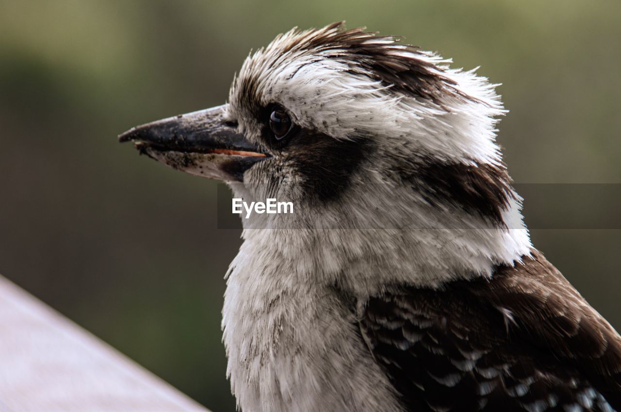 Close up, australian kookaburra, in profile