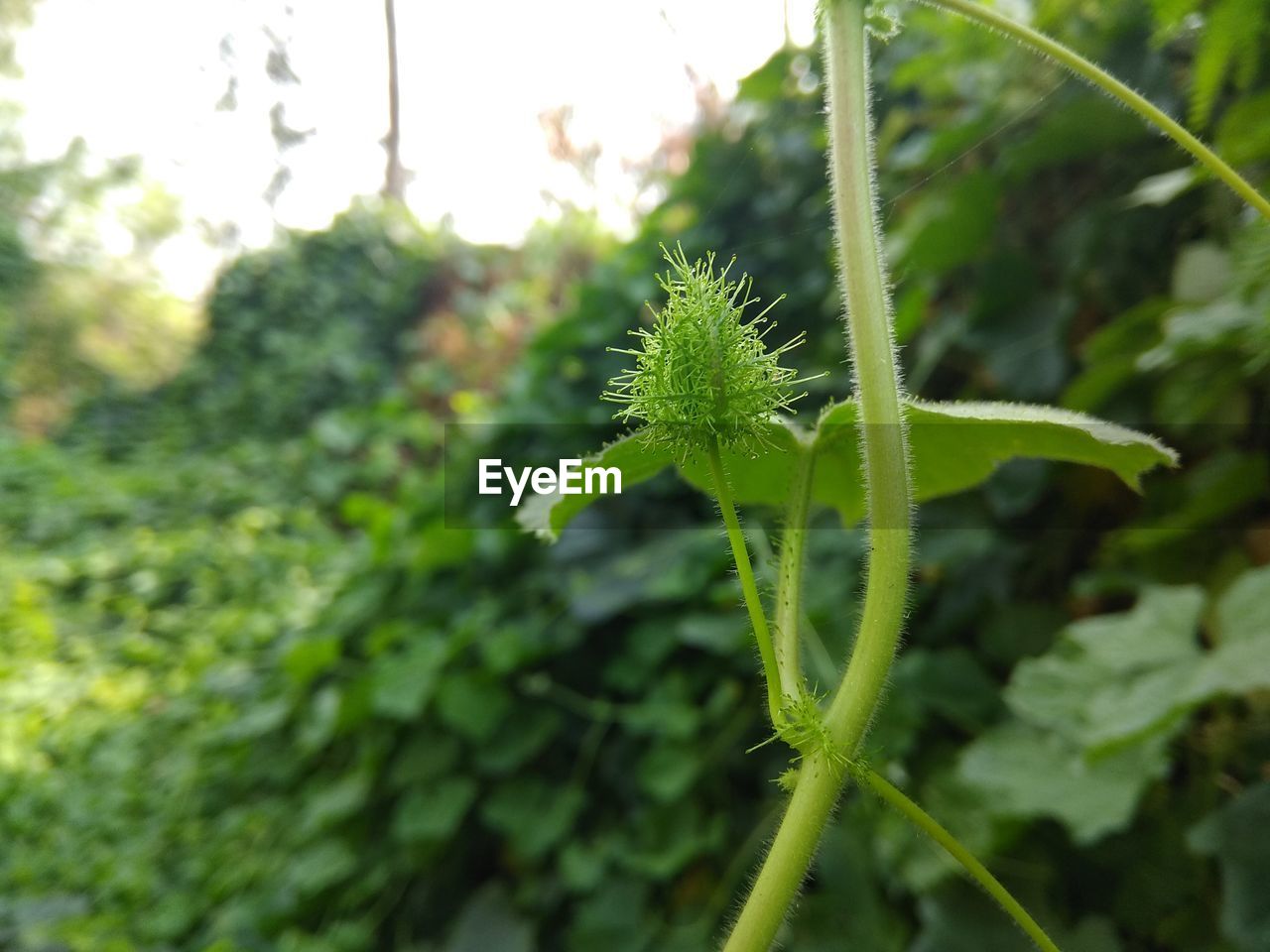 CLOSE-UP OF GREEN PLANT