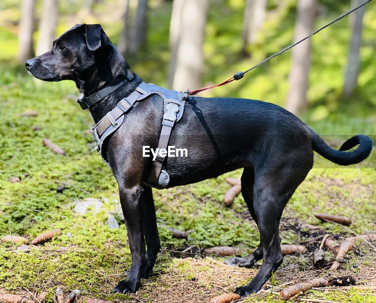 animal themes, animal, pet, one animal, mammal, domestic animals, dog, canine, collar, pet collar, black, nature, plant, carnivore, leash, patterdale terrier, land, grass, no people, day, looking, focus on foreground, looking away, outdoors, pet leash, side view, standing, full length, pet equipment