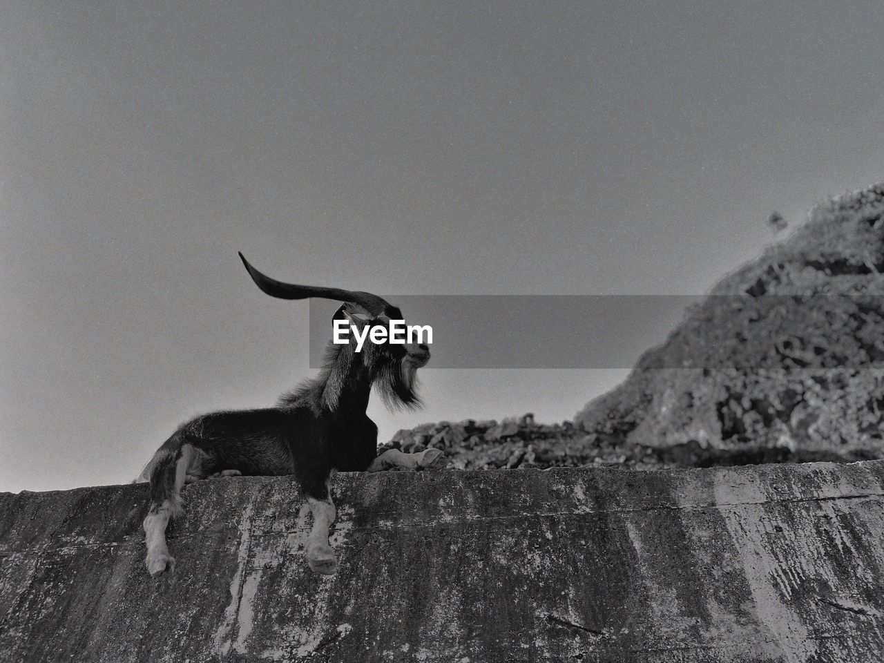 Low angle view of a horse on rock