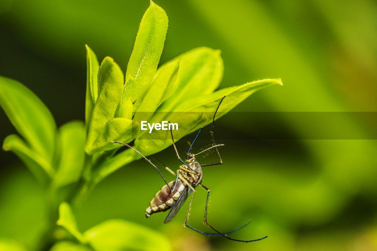 Close-up side view of insect on leaves