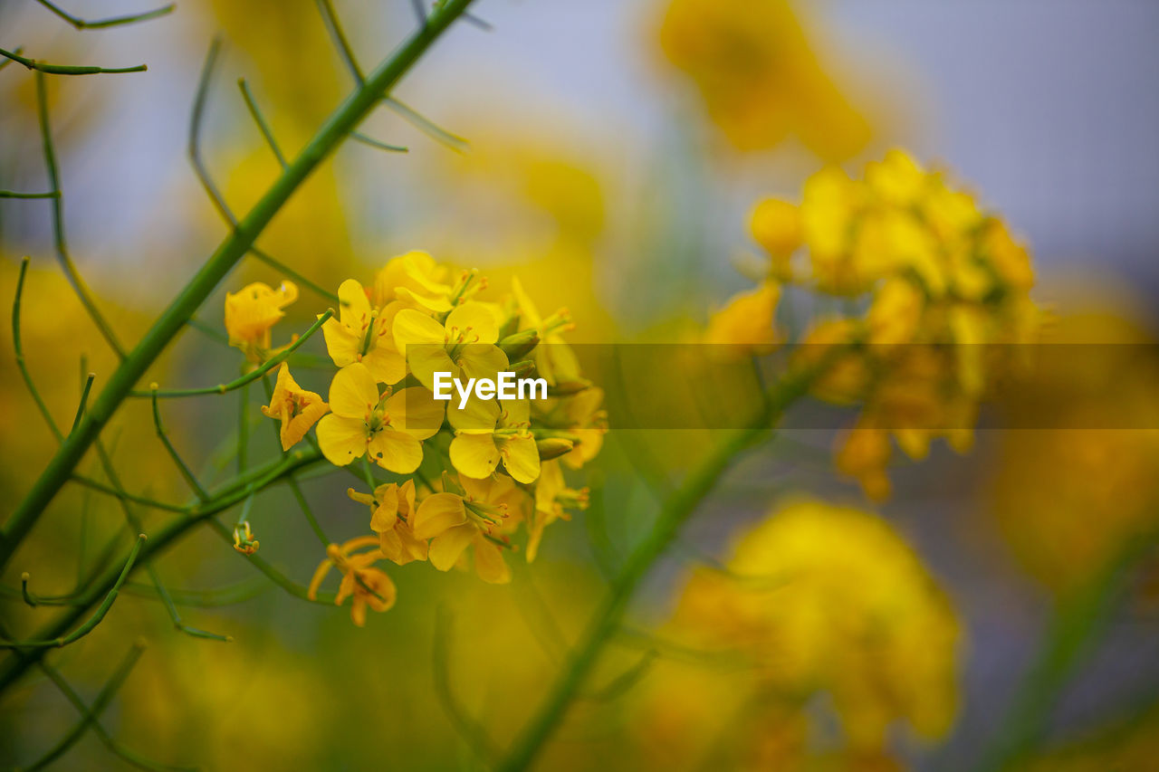 Close-up of yellow flowering plant