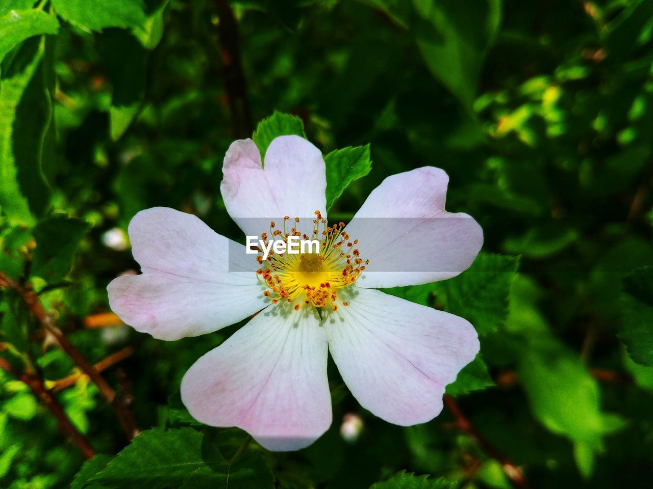 Close-up of white flower