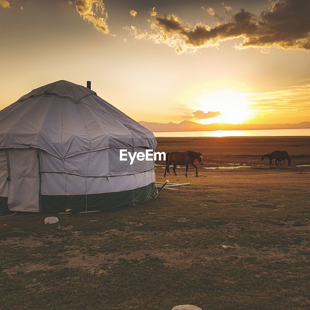 Horses by the tent on countryside landscape