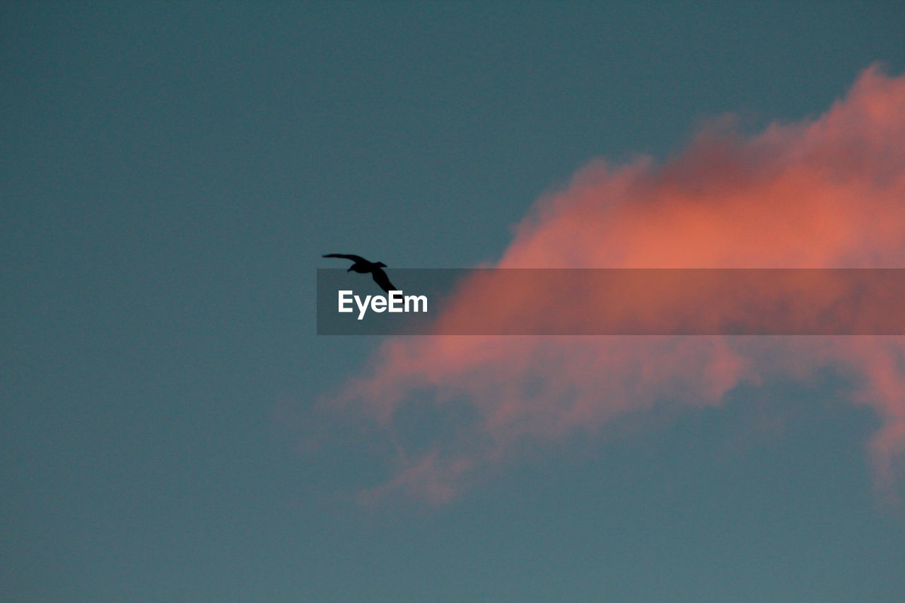 LOW ANGLE VIEW OF SILHOUETTE BIRDS FLYING AGAINST SKY