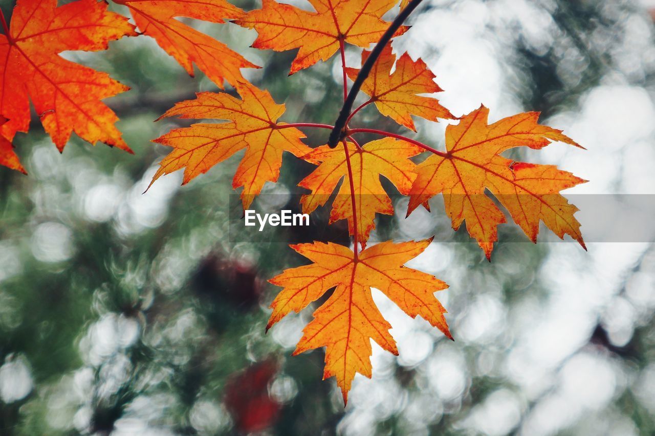 CLOSE-UP OF MAPLE LEAVES ON BRANCH