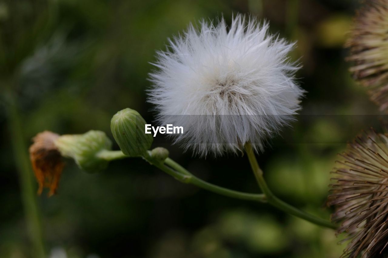 CLOSE-UP OF DANDELION FLOWER