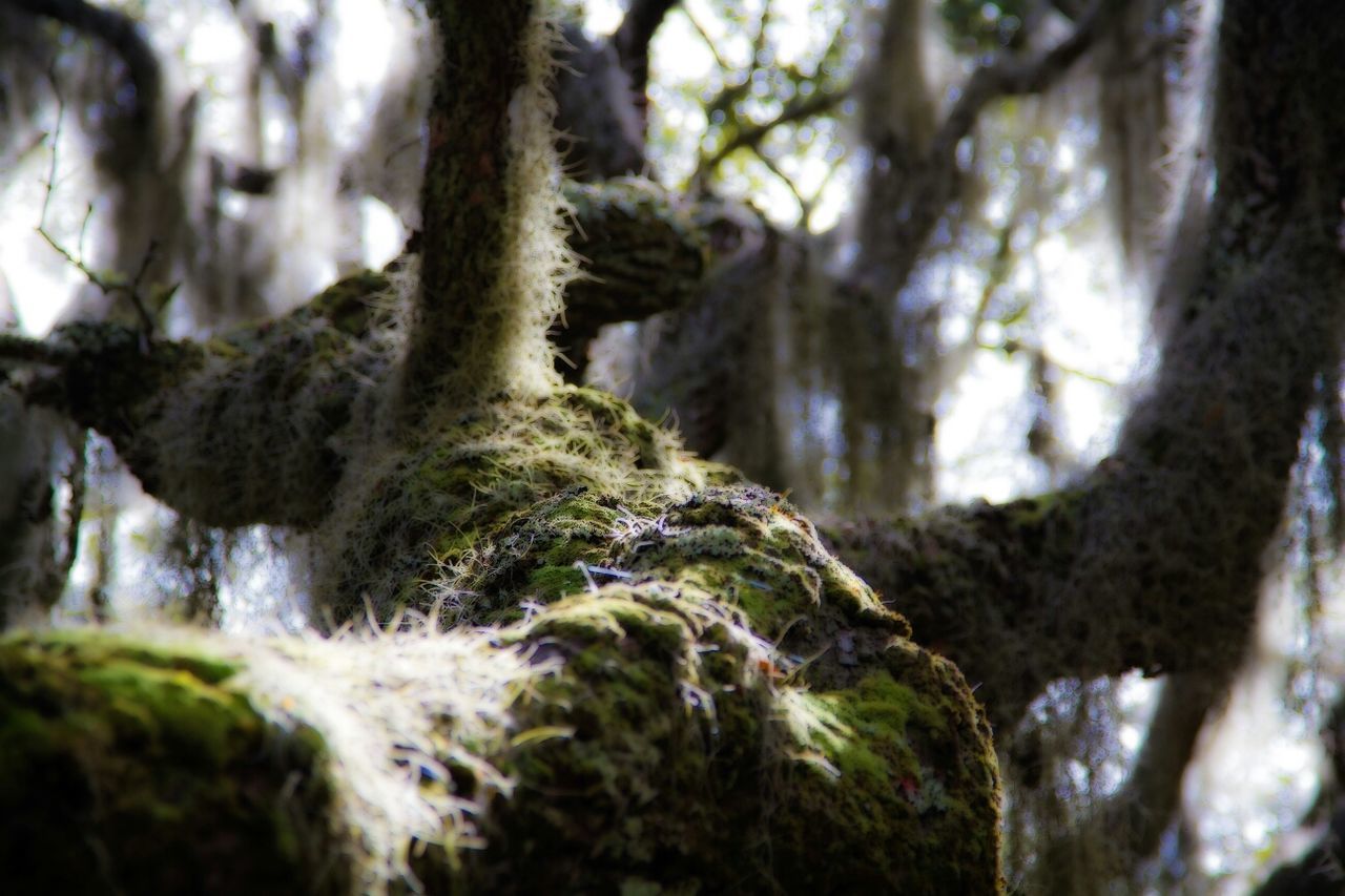 Moss growing on trees