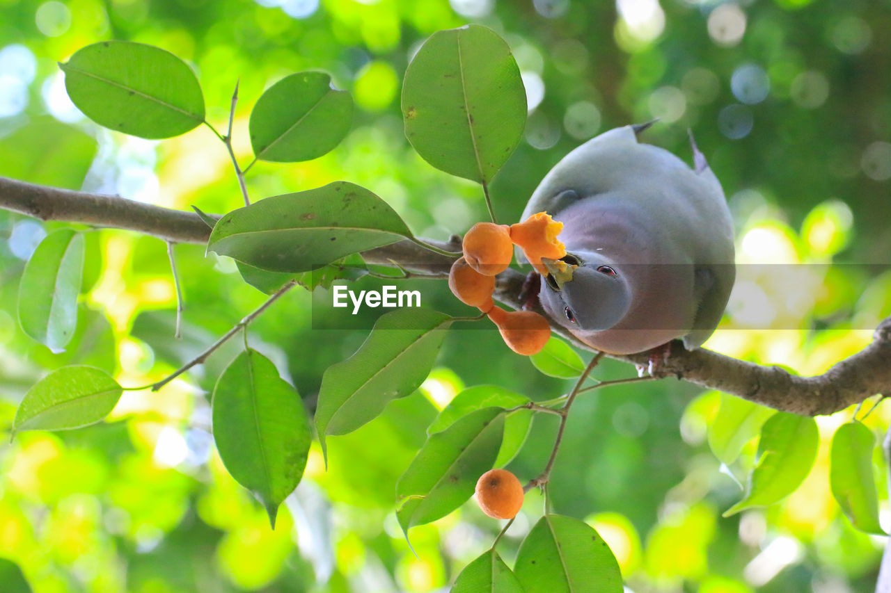 Pigeon feeding on fruits on a tree