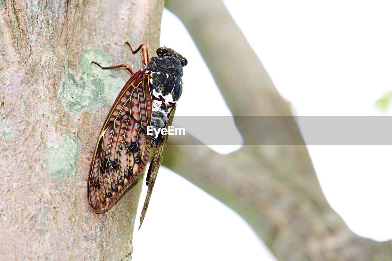 Close-up of cicada