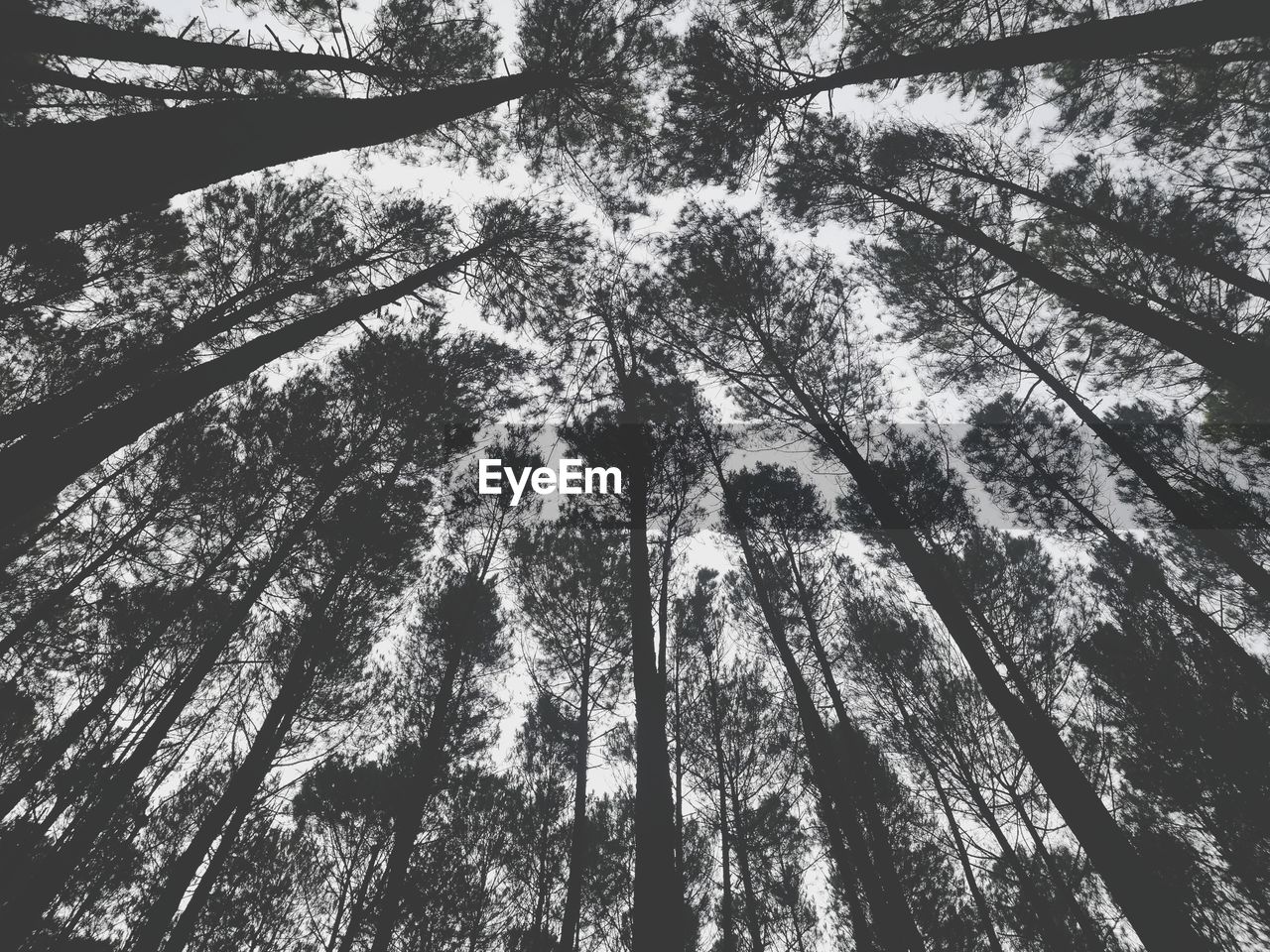 Low angle view of trees in forest