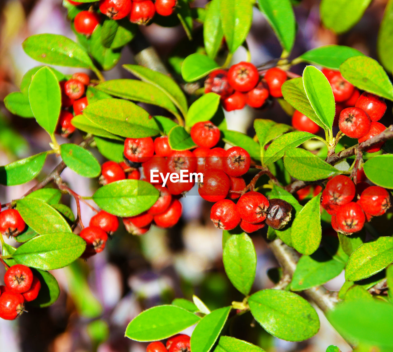 CLOSE-UP OF BERRIES GROWING ON PLANT