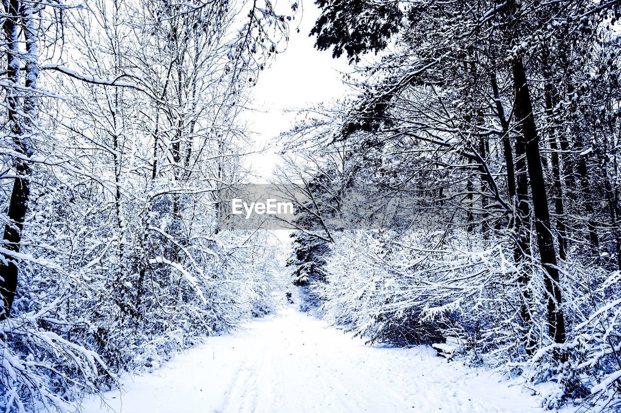 Snow covered road amidst forest