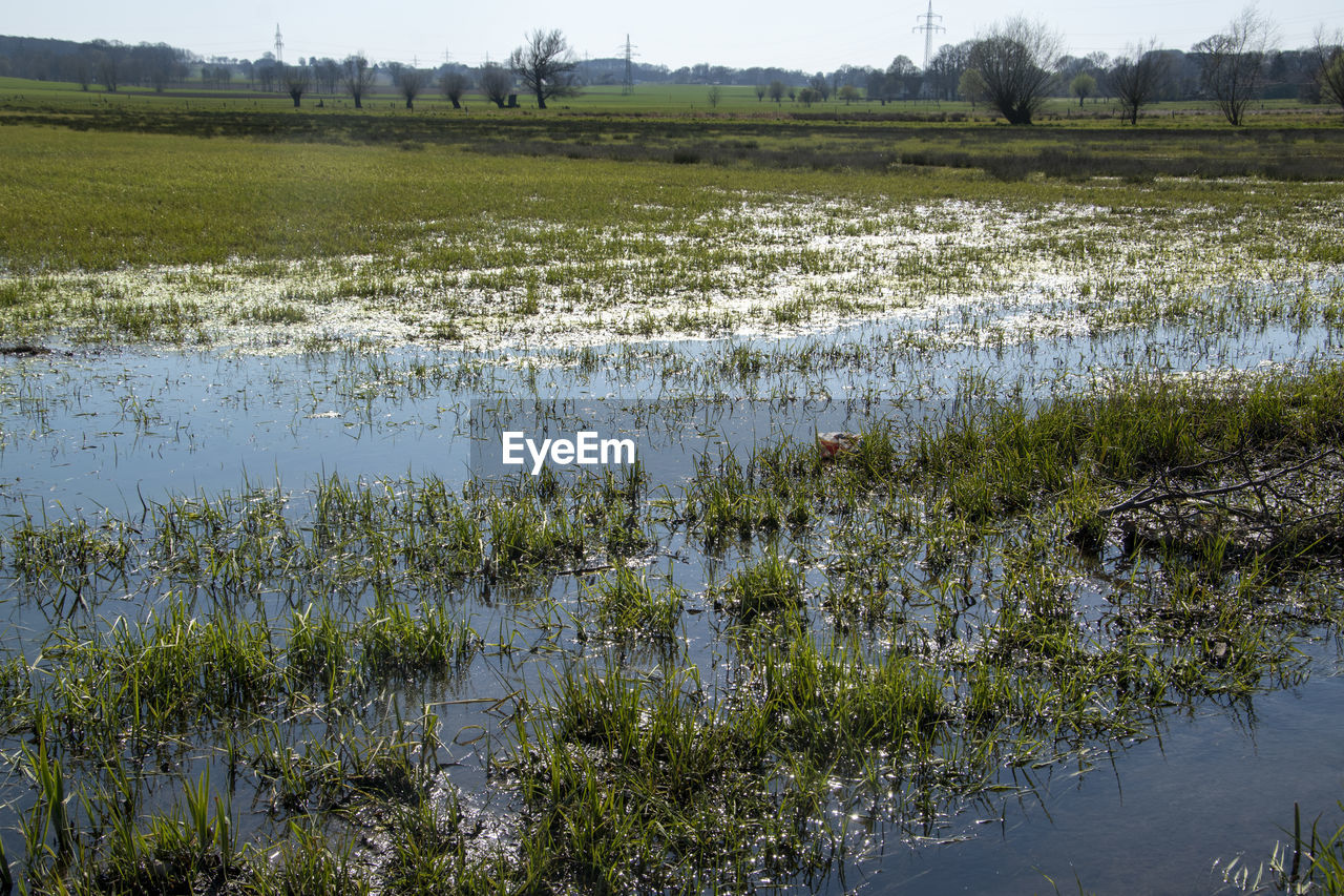 SCENIC VIEW OF SWAMP BY POND