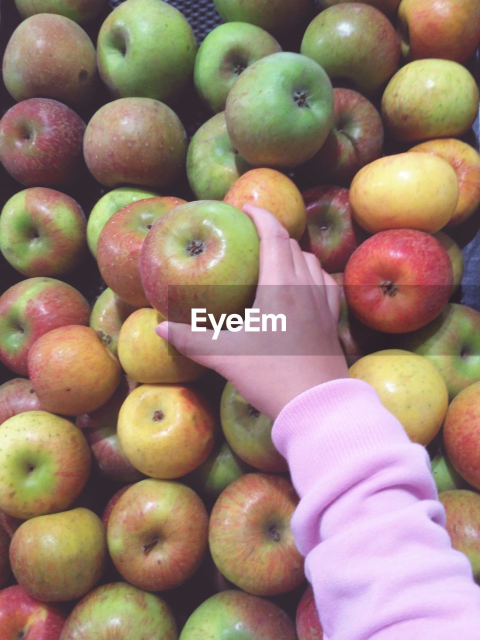 CLOSE-UP OF HAND HOLDING APPLES