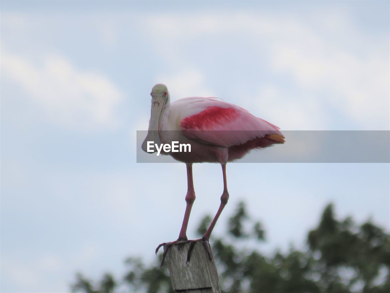 Low angle view of a rosette spoonbill perching on wooden post