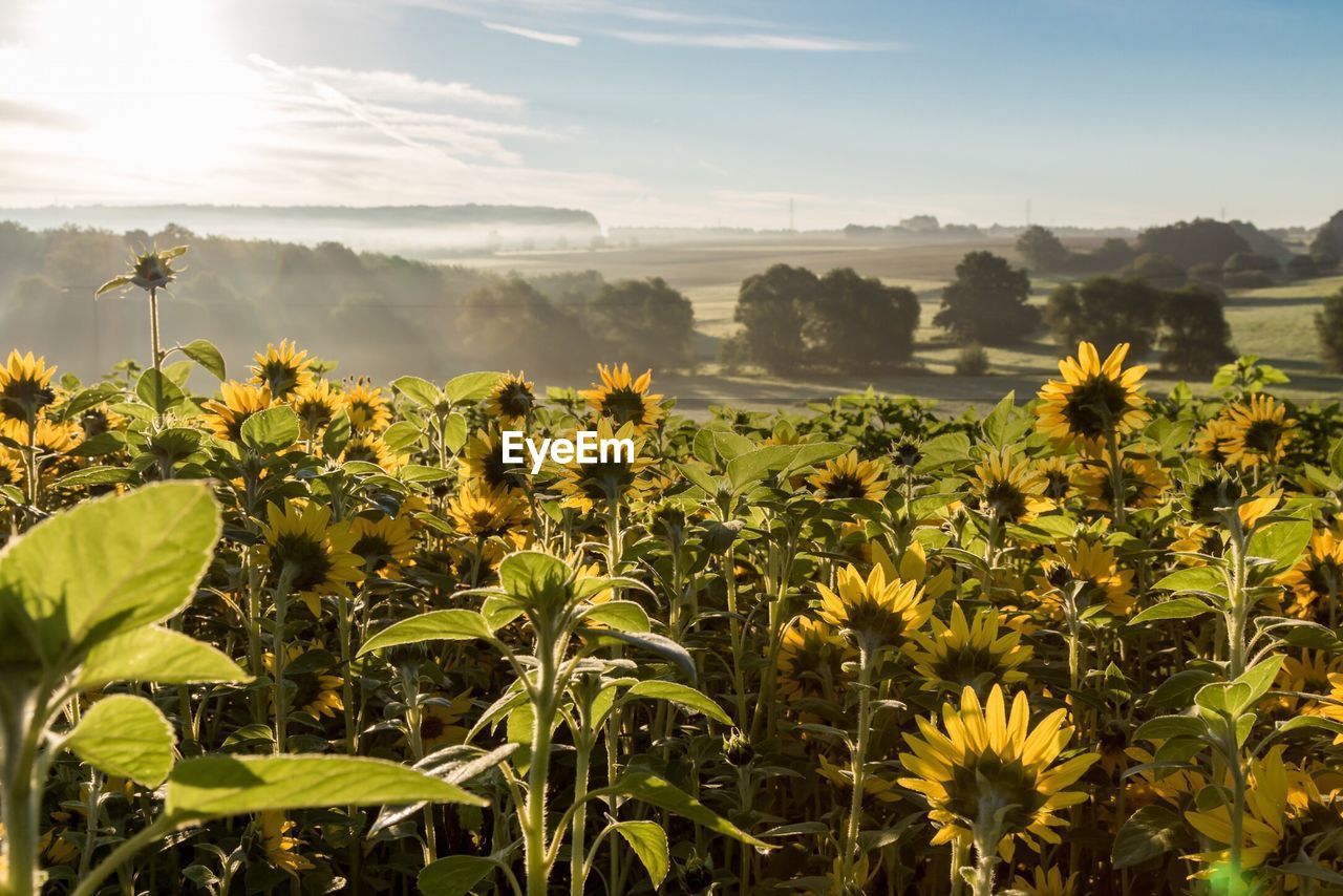 View of yellow flowers growing in field