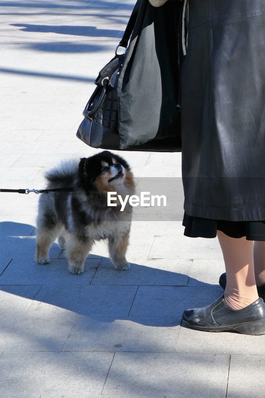 LOW SECTION OF PERSON WITH DOG STANDING ON STREET