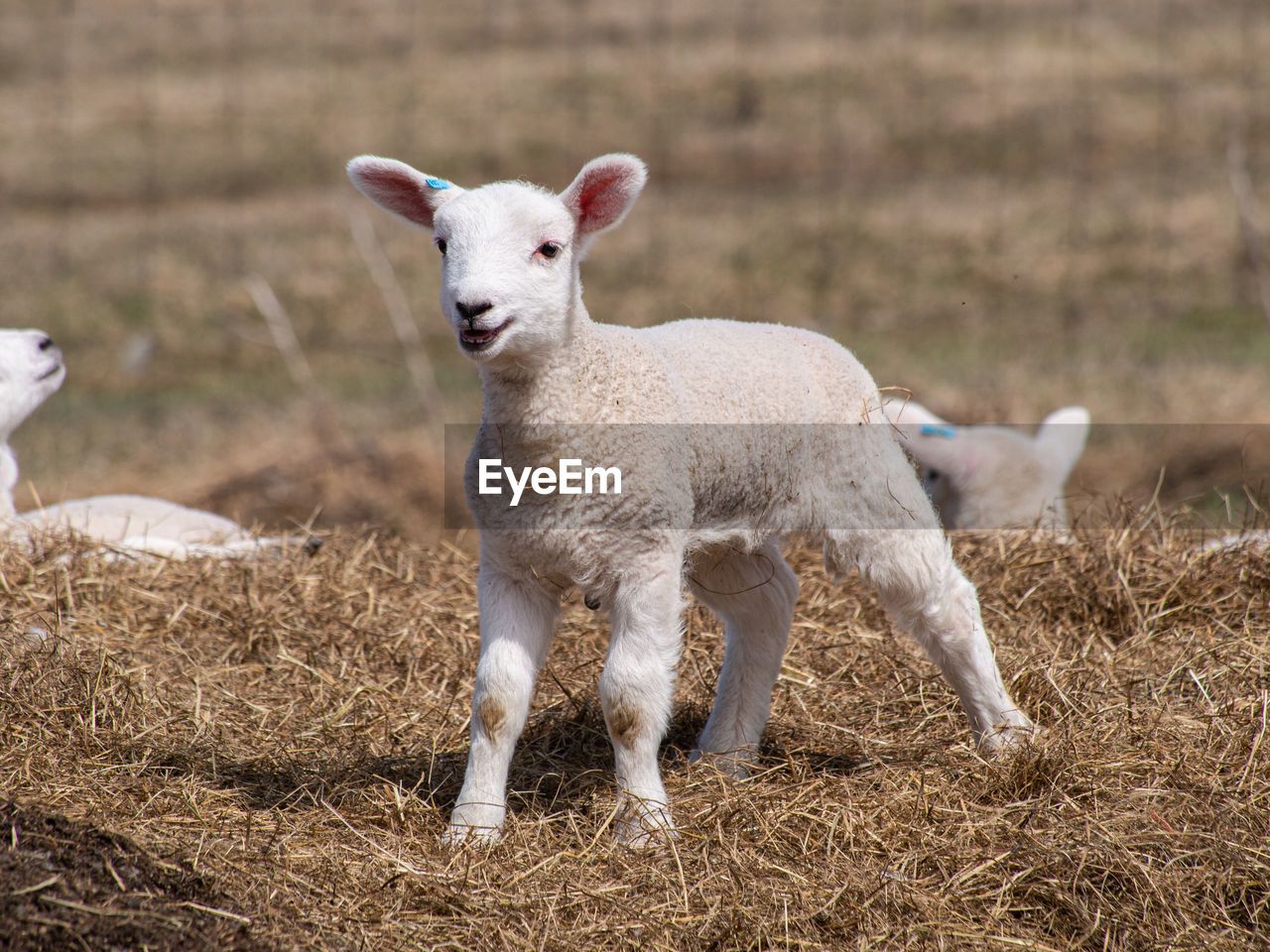 animal themes, animal, mammal, sheep, domestic animals, group of animals, livestock, young animal, pet, lamb, pasture, no people, agriculture, nature, portrait, two animals, plant, farm, animal wildlife, cute, grass, outdoors, day, white, wildlife, standing