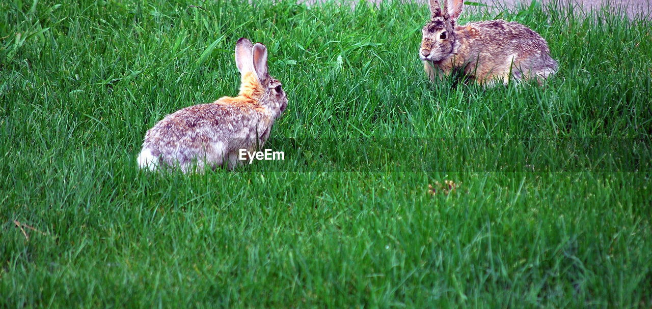 DUCKS ON GRASS