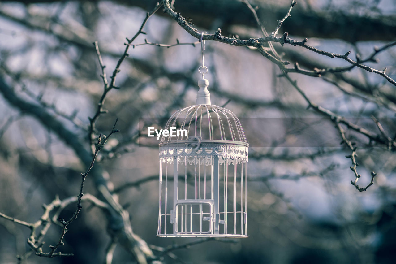 Close-up of hanging birdcage on tree