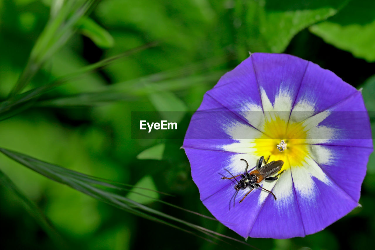 CLOSE-UP OF BEE POLLINATING FLOWER