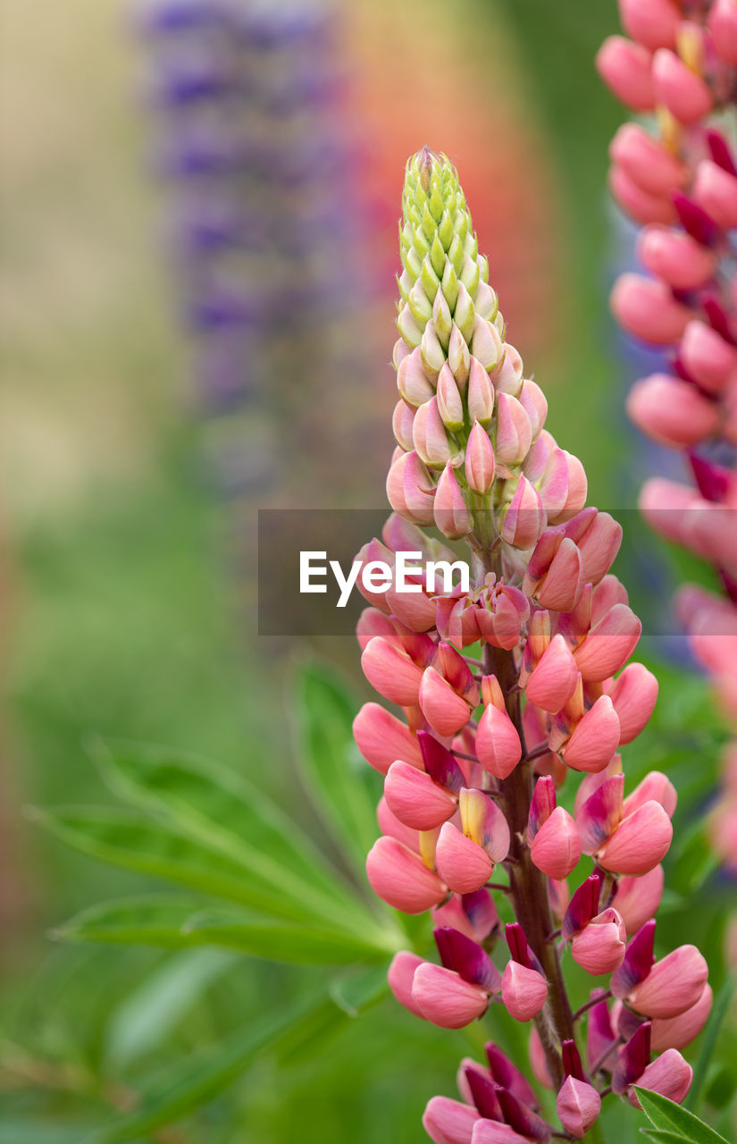 Lupins galllery pink lupinus border of gallery pink at rousham house gardens