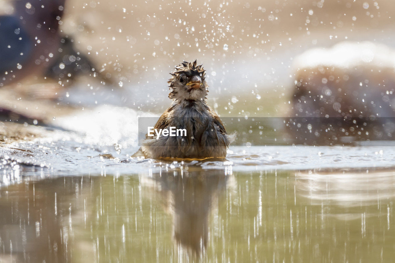 water, animal themes, animal, wildlife, animal wildlife, winter, nature, one animal, mammal, no people, reflection, outdoors, day, motion, duck, splashing, bird, lake, snow