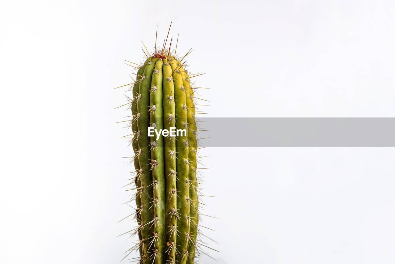 CLOSE-UP OF CACTUS AGAINST CLEAR SKY