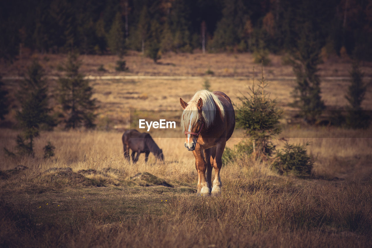 Horse walking on field