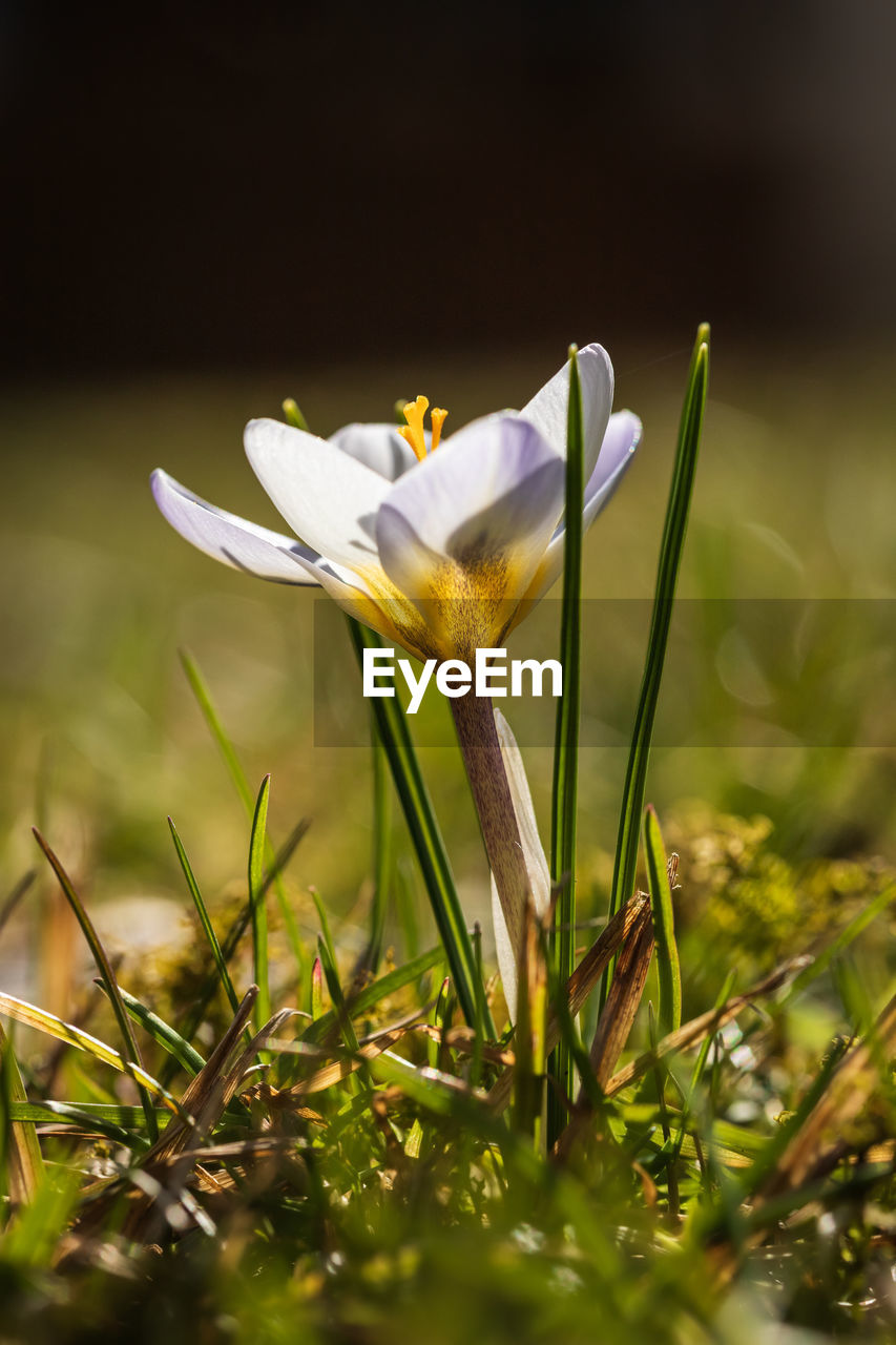 CLOSE-UP OF WHITE CROCUS ON FIELD