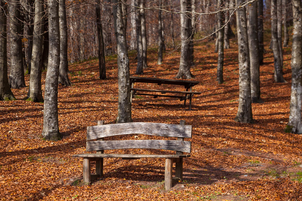 Bench on field amidst trees at park during autumn