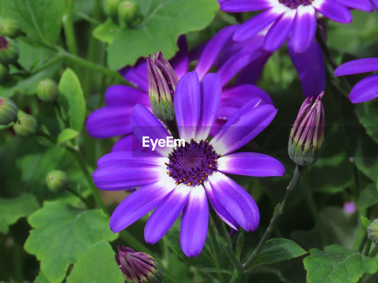 Close-up of purple flowering plant