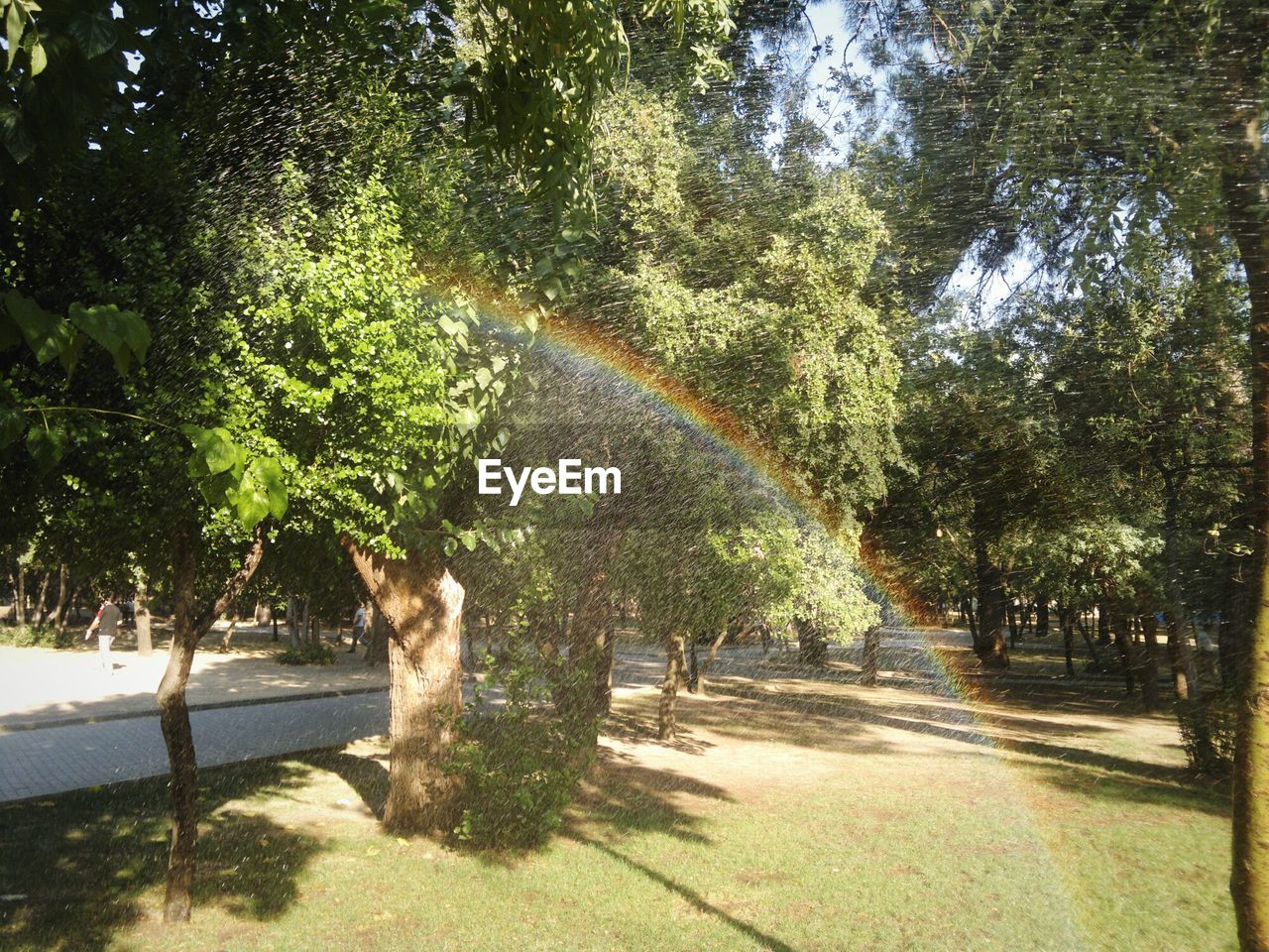 Trees growing in park on sunny day