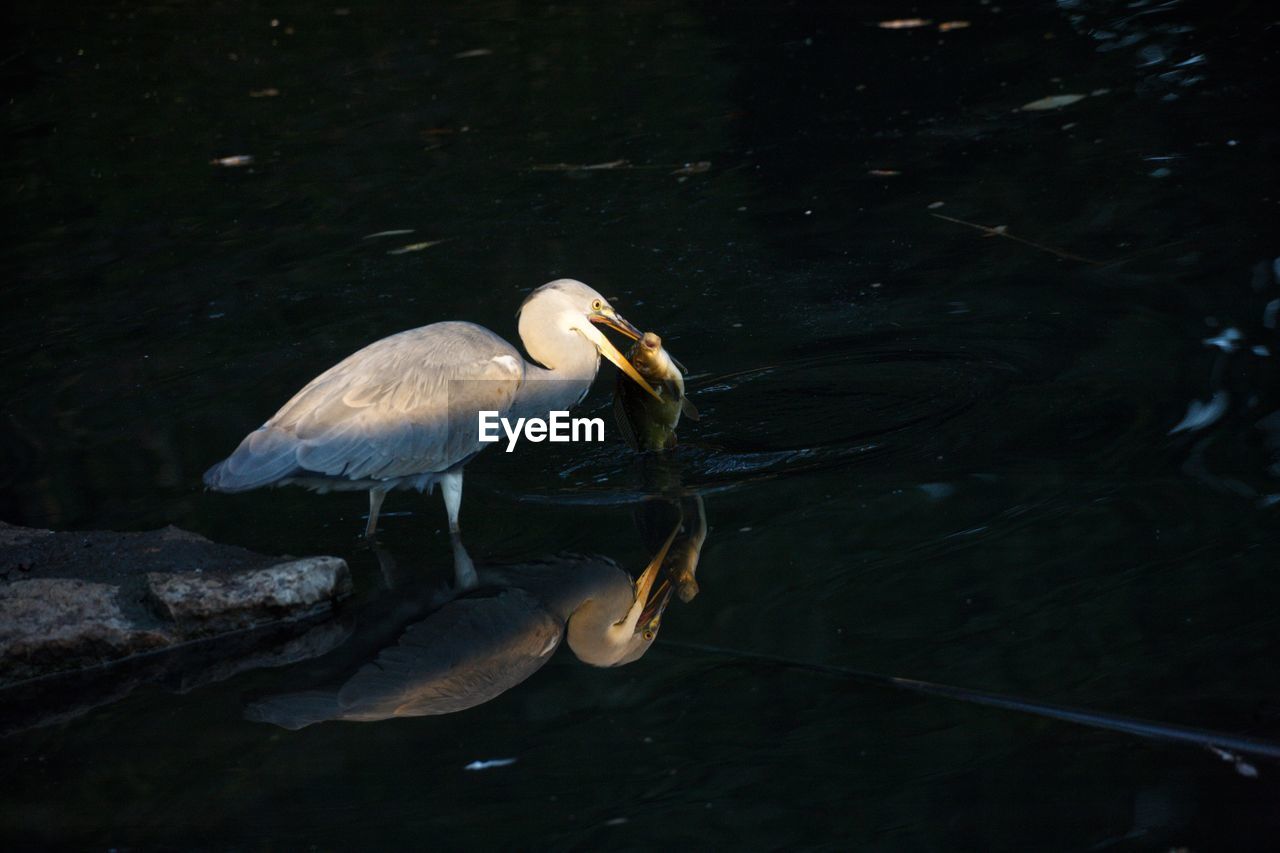 CLOSE-UP OF PELICAN ON LAKE