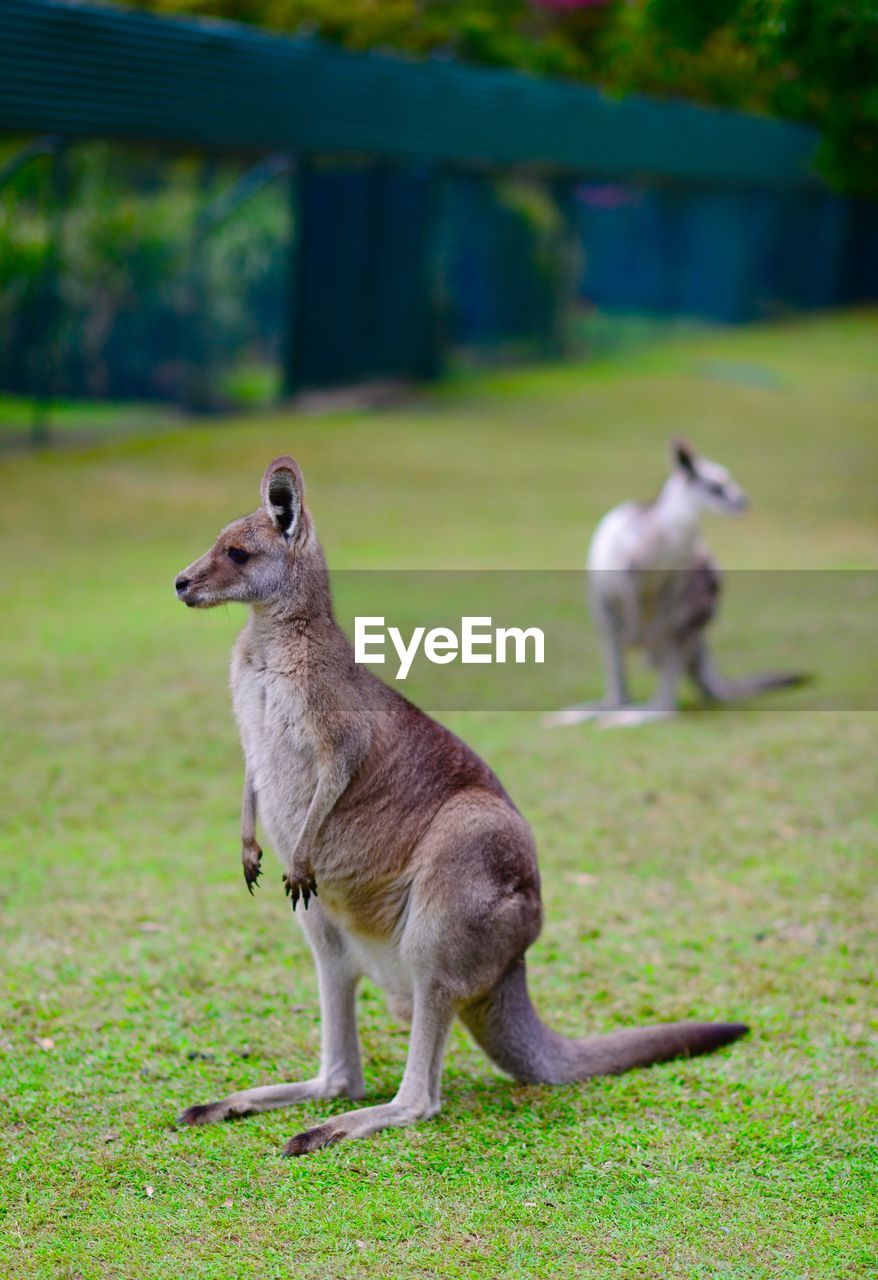 Close-up of kangaroo on field