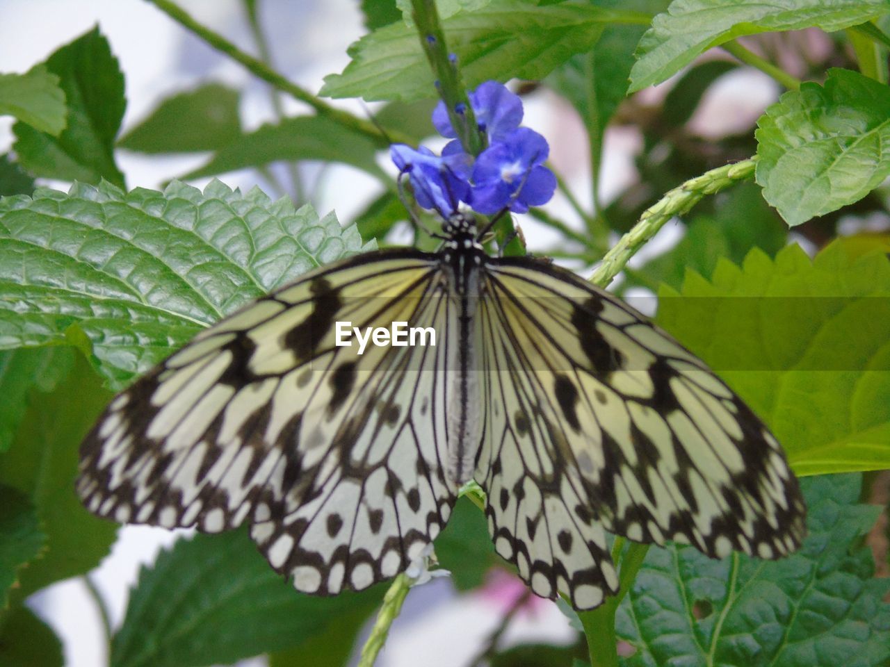 CLOSE-UP OF BUTTERFLY POLLINATING ON FLOWER